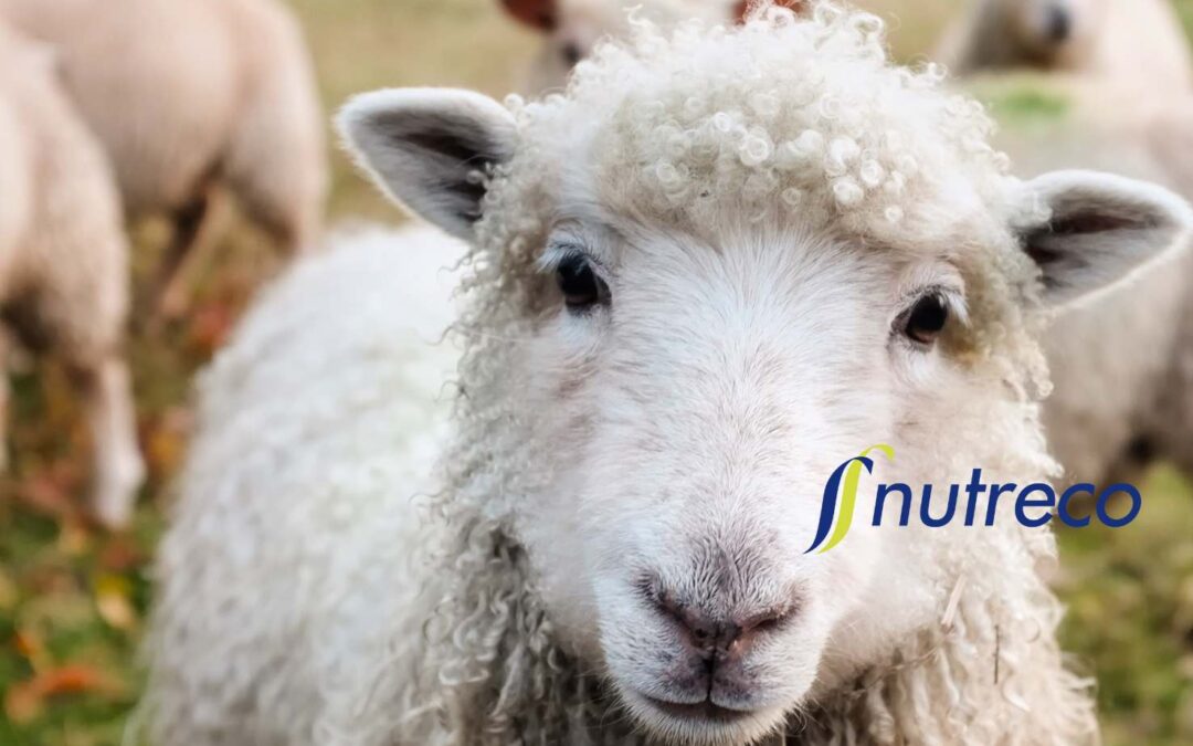 Nutreco